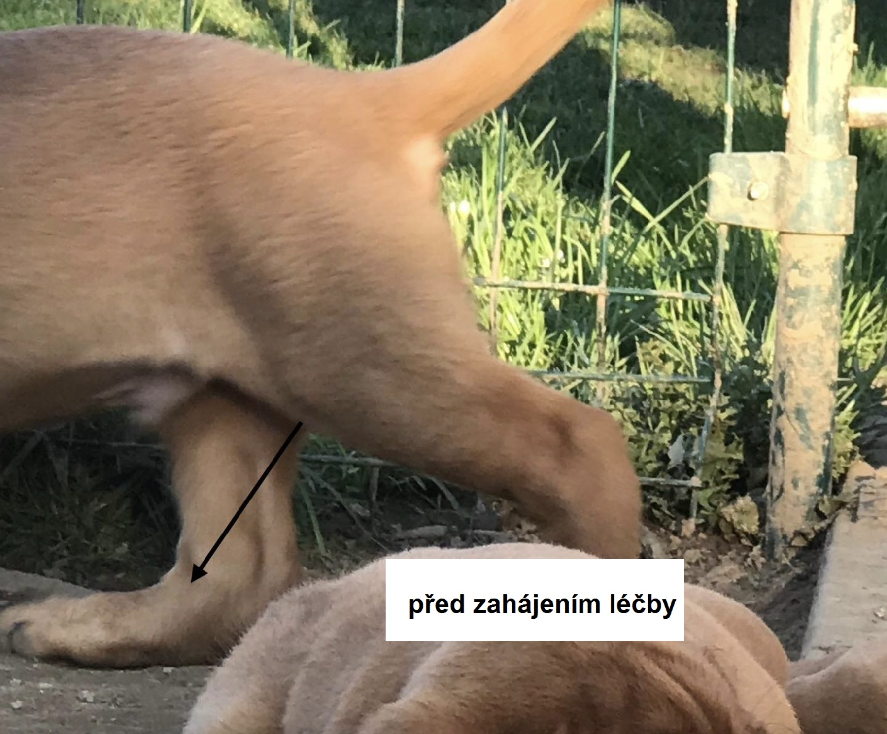Před